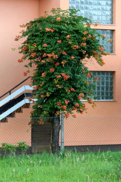 Árvore Decorativa Alta Como Videira Velha Trompete Radicans Campsis Trepadeira — Fotografia de Stock