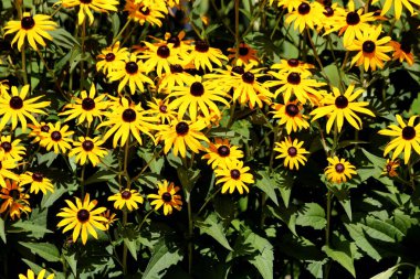 Siyah gözlü Susan veya Rudbeckia hirta veya kahverengi gözlü Susan veya kahverengi gözlü Betty veya Gloriosa papatyası veya Altın Kudüs veya İngiliz boğa gözü veya fakir papatya veya sarı papatya veya sarı öküz gözlü papatya da her yıl açan sarı papatya. 