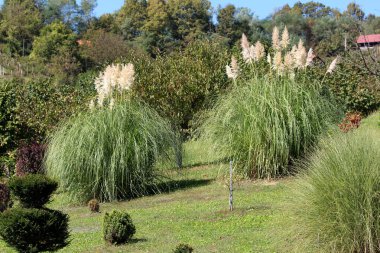 İki büyük Pampa otu ya da Cortaderia selloana bitkisi. Uzun ve ince yeşil yapraklı, sivri uçlu, sık, beyaz, sarkık bir gövdede büyüyen büyük çalılar gibi.