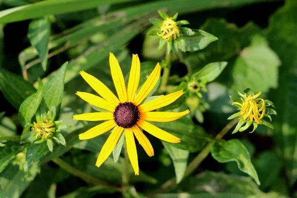 Susan Dagli Occhi Neri Rudbeckia Hirta Brown Dagli Occhi Susan — Foto Stock