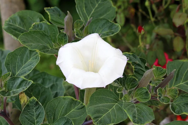 Datura or Devils trumpet or Moonflower or Jimsonweed or Devils weed or Hells bells or Thorn apple or Toloache or Tolguacha herbaceous poisonous leafy annual Vespertine flowering plant with large trumpet shaped open blooming white flower