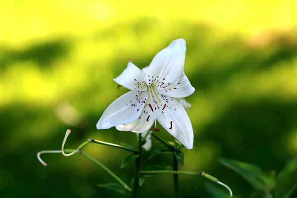 Lily Lub Lilium Czysta Biel Ciemnymi Plamami Pełni Otwarty Kwitnący — Zdjęcie stockowe