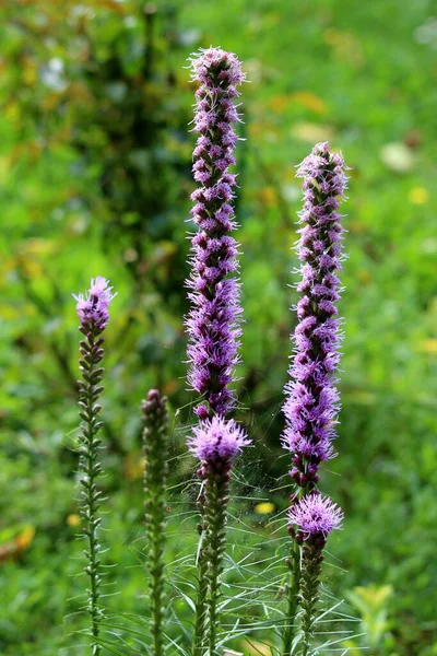 Yoğun alev saçan yıldız ya da Liatris spicata ya da Prairie gey tüyü bitkisi, her daim çiçek açan uzun mor dikenli bitkiler, yukarıdan aşağıya açılmaya ve küçük çiçek tomurcuklarına dönüşmeye başlar.