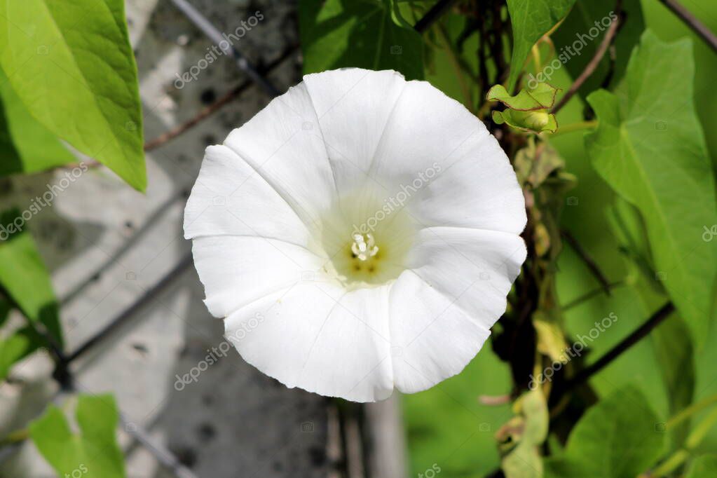 Front view of large Field bindweed or Convolvulus arvensis or European bindweed or Creeping Jenny or Possession vine herbaceous perennial plant open blooming white flower surrounded with green leaves and wire fence growing in local home garden