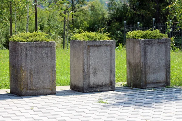 Sıcak yaz gününde, yerel mezarlıktaki taş kiremitlerin üzerinde düşük büyüyen yoğun yeşil bitkilerle dolu üç büyük beton bahçe saksısı.