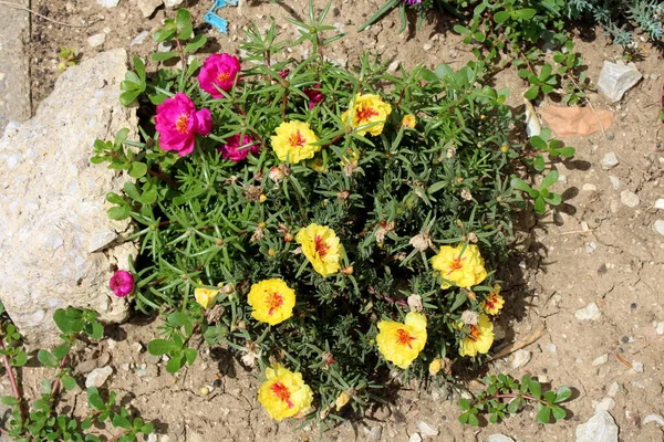 Top view of Moss rose or Portulaca grandiflora or Rose moss or Ten oclock or Mexican rose or Vietnam rose or Sun rose or Rock rose or Moss rose purslane fast growing annual plant with open blooming yellow and dark pink flowers and closed flower buds