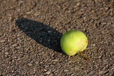 Açık yeşil elma, güneşli yaz gününde gün batımında uzun gölgeler bırakarak asfalt yola bırakıldı.