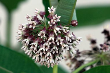 Ortak milkweed veya Asclepias sürnikya veya Kelebek çiçek veya İpekweed veya İpeksi kırlangıç-wort veya Virginia ipeksi kırlangıç-wort veya Virginia ipeksi çiçekli çok yıllık bitki küçük beyaz demet ile morumsu kısmen açık çiçekler umbellate cymes büyüyen