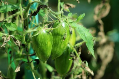 Yeşil uzamış taze organik domatesler, daha koyu çizgili yerel bahçedeki tek bir bitkiden büyüyen sıcak yaz gününde yapraklarla çevrili.