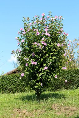 Hibiscus Syriacus veya Rose of Sharon veya Suriye ketmisi veya Rose Mallow veya St Josephs çubuğu sertleştiren yaprak döken çalı çiçekleri çiçek açan mor ve koyu kırmızı trompet şeklindeki çiçeklerle dolu küçük dekoratif çalılar gibi büyüyorlar.