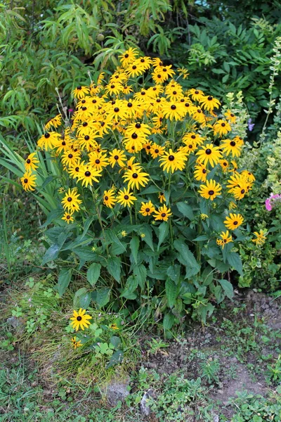 Black-eyed Susan or Rudbeckia hirta or Brown-eyed Susan or Brown betty or Gloriosa daisy or Golden Jerusalem or English bulls eye or Poor-land daisy or Yellow daisy or Yellow ox-eye daisy annual flowering plants