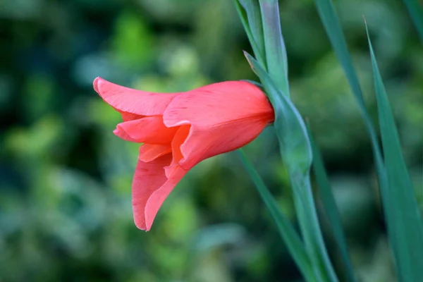 Blooming Gladiolus or Sword lily perennial cormous flowering plant with single large fully open orange flower surrounded with sword shaped leaves growing in local home garden on warm sunny summer day