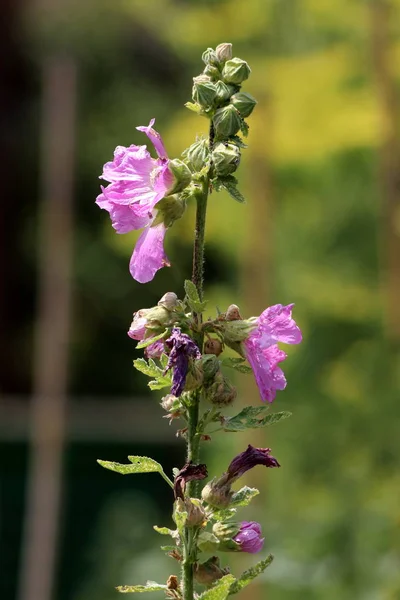 Hollyhock Alcea Φυτό Πολλά Ανοιχτά Βιολετί Λουλούδια Λευκό Κέντρο Αρχίζουν — Φωτογραφία Αρχείου