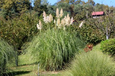 Pampas otları ya da Cortaderia selloana bitkisi uzun ve ince yeşil yaprakları ve keskin kenarları ile büyük bir çalı gibi büyüyen ve sık beyaz panikle uzun bir kök ev bahçesi ekilen çiçek kümesi