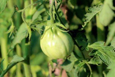 Sıcak yaz gününde yapraklar ve diğer bitkilerle çevrili yerel ev bahçesine ekilmiş tek organik taze yeşil domates.