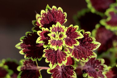 Coleus ya da Plectranthus scutellarioides veya boyalı ısırgan otu ya da Coleus blumei ya da Solenostemon scutellarioides çalılık ahşap her zaman yeşil renkli, koyu kırmızı ve açık yeşil yapraklı çiçeklendirme bitkisinin üst görüntüsü.