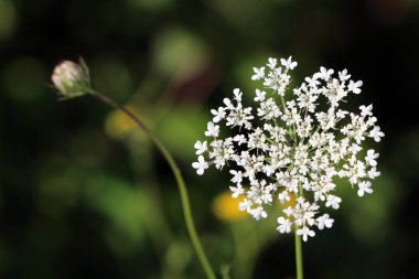 Wild carrot or Daucus carota or Birds nest or Bishops lace or Queen Annes lace biennial herbaceous plant with open blooming white flower head full of small flowers resembling birds nest next to closed flower bud growing in local field clipart