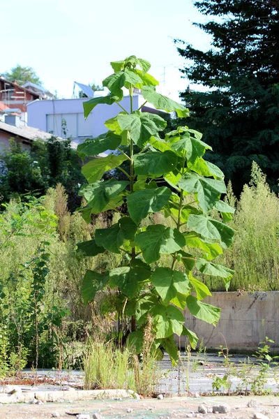 Paulownia fast growing tall deciduous tree with large heart shaped leaves growing at abandoned construction site surrounded with grass and family houses in background on warm sunny summer day