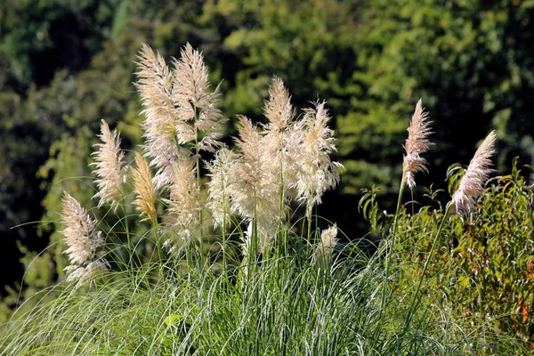 Side view of top of Pampas grass or Cortaderia selloana perennial flowering plant with long and slender green leaves with sharp edges and cluster of flowers in a dense white panicle stem planted in local home orchard