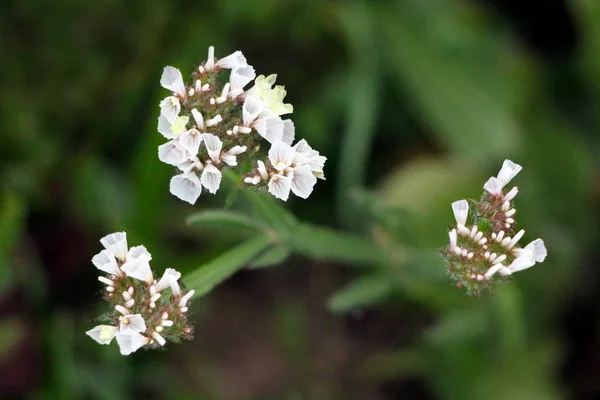 Statice Limonium Sinuatum Wavyleaf Lavanda Mar Lavanda Mar Romero Pantano —  Fotos de Stock