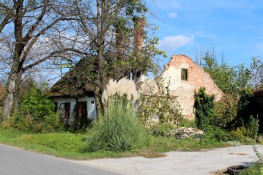 Abandoned ruin of small old red bricks family house with broken destroyed roof surrounded with tall trees and Pampas grass or Cortaderia selloana perennial flowering plant growing like large bush with long and slender green leaves