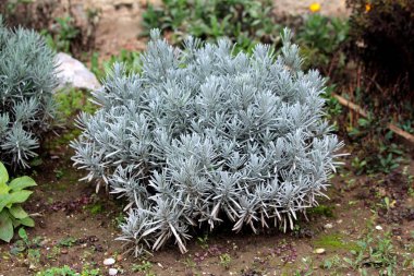 Broadleaved lavender or Lavandula latifolia or Spike lavender or Portuguese lavender flowering strongly aromatic shrub plant with grey evergreen leaves growing in shape of small bush surrounded with wet soil and other plants in local home garden