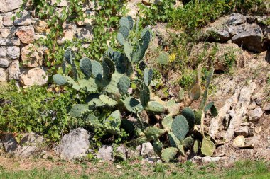 Kaktüs bitkileri çimen ve diğer bitkilerle dolu uzun sivri iğnelerle dolu sıcak yaz günlerinde, aile evinin arka bahçesinde, taş duvarın kenarında büyüyen diğer bitkiler.