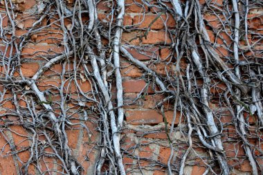 Yapraklar olmadan tamamen kuru. Kırmızı tuğlalar üzerinde yoğun büyüyen sürüngen bitkileri. Sıcak bir sonbahar gününde duvar arkası duvar kağıdı dokusu.