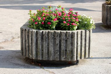 Madagaskar menekşesi ya da Catharanthus gülü ya da parlak gözlü ya da Pelerin menekşeli ya da mezarlık bitkisi ya da yaşlı kız kurusu ya da Pembe menekşe veya pembe çiçekli gül menekşeli otlar