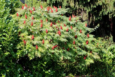 Staghorn sumac 'ın yoğun ağaç tepesi ya da Rhus tiphina diyotik yaprak döken ağaç koyu kırmızı koni şeklindeki çiçekler ve sıcak yaz gününde çitlerle ve ağaçlarla çevrili aile evinin arka bahçesine yerleştirilmiş yapraklar.