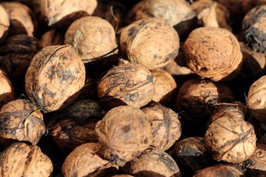 Yeni toplanmış taze organik açık kahverengi ceviz kabukları ve yenilebilir tohumlar sıcak bir sonbahar gününde yerel bahçe arka planında kırılıp yenmeye hazır.