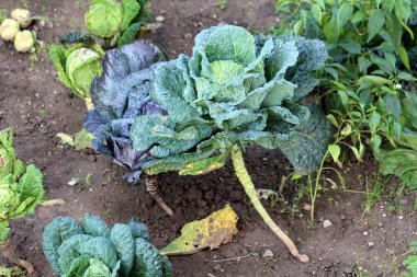 Kale ya da Yaprak lahanası sert mevsim yeşil sebze bitkileri. Büyük koyu yeşil yenilebilir yapraklar yerel bahçelerde yetişiyor. Islak toprak ve diğer yeşil sebzelerle çevrili.