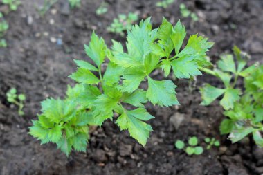 Lovage ya da Levisticum officinale, nemli ve güneşli bir sonbahar gününde etrafı ıslak toprak ve diğer bitkilerle çevrili olan yerel bahçeye daha fazla parlak açık yeşil yaprak ve yaprak ile bazal gül yaprakları ve gövde bazal roset ile bitkiler diker.
