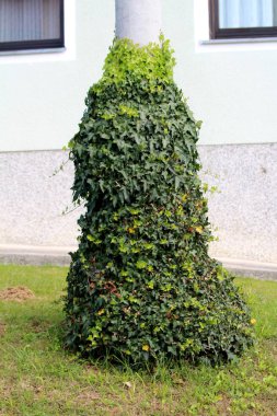 Beton elektrik direğinin alt kısmı yoğun büyüyen sürüngen bitkileriyle kaplı. Sıcak bir sonbahar gününde, aile evinin önünde koyu yeşil yapraklar var.