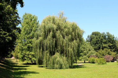 Büyük yaşlı söğüt ağacı ya da Salix Babylon söğüt ağacı ya da sık yeşil yapraklarla çevrili yeşil yapraklar sıcak yaz gününde yerel halk parkında çimenler ve diğer ağaçlar