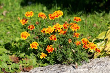 Meksika kadife çiçekleri ya da Tagetes ereksiyonu ya da Aztek kadifesi ya da Afrika kadife çiçekleri ya da parlak kırmızı ve sarı yapraklardan oluşan açık çiçekli büyük kadife çiçekleri beton basamakların yanına dikilmiş küçük çalılar halinde büyüyorlar.