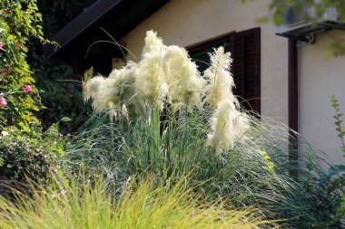 Pampas otları ya da Cortaderia selloana bitkisi uzun ve ince koyu yeşil yapraklar ve keskin kenarları olan büyük ve ince çalılar gibi büyüyen ve kalabalık beyaz panikle uzun bir çiçek kümesi aile evinin yanındaki bahçeye dikilmiş