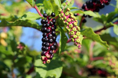 Pokeweed ya da Phytolacca americana ya da Poke salatası ya da Poke salatası zehirli otlar küçük tamamen olgun böğürtlenler ve mor yapraklarla çevrili taze yeşil böğürtlenler ile sıcak yaz gününde yerel ev bahçesinde