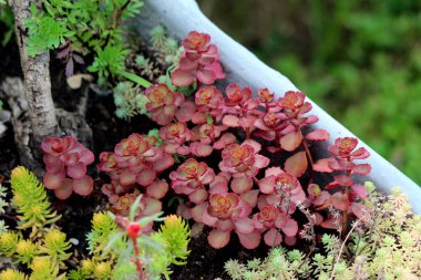 Sedum ya da Stonecrop sert ve sulu toprak örtüsü kalıcı bitki koyu kırmızı yapraklar ve etli gövdeler ile sıcak yaz gününde yerel ev bahçesinde diğer bitkilerle çevrili.