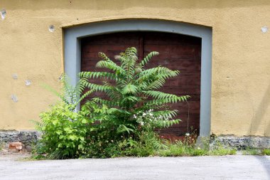 Staghorn sumac ya da Rhus typhina dioecious deciduous ağaç alternatif bileşik yaprakları ile eski harap ahşap giriş kapıları önünde büyüyen diğer bitkiler ve çakıl ile çevrili sıcak yaz günü