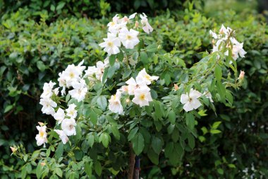 Uzun disk şekilli köpek gülü ya da Rosa kanina yaprağı tomurcukları kapalı çiçek tomurcukları ve yeşil yapraklarla çevrili sarı çiçekli açık çiçek tomurcukları sıcacık yaz gününde yerel ev bahçesine ekilmiş yeşil yapraklar.