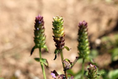 Three Heal all ya da Prunella vulgaris veya Prunella vulgaris veya Common self heal veya Heart of the Earth veya Carpenters ot veya Brownwort veya Blue Curls gibi yenilebilir otlar.