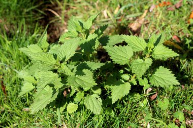 Isırgan otu veya Urtica dioica veya ısırgan otu veya ısırgan otu veya Nettle yaprağı veya Nettle veya İğne bitkisi ya da tüylü yeşil yapraklı yumuşak, tırtıklı ve keskin uçlu mercan tabanlı bitkinin üst görüntüsü