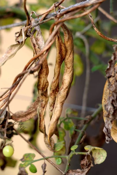 Bean plant with dried shriveled yellow bean pods ready for picking growing in local home garden surrounded with leaves and other plants on warm sunny autumn day