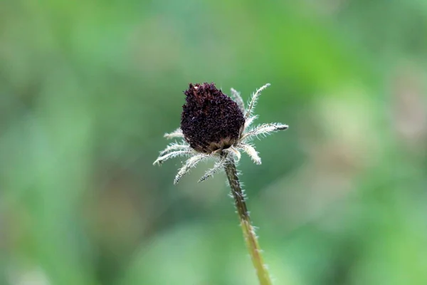 Black eyed Susan or Rudbeckia hirta or Brown eyed Susan or Brown betty or Gloriosa daisy or Golden Jerusalem or English bulls eye or Poor land daisy or Yellow daisy or Yellow ox eye daisy annual flowering plant flower head