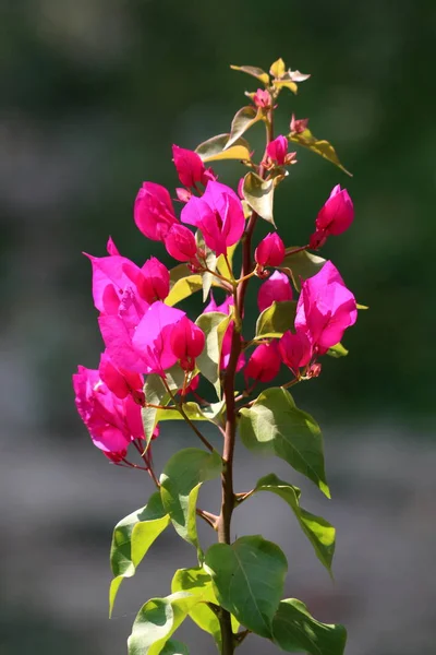 Bougainvillea Выносливой Виноградной Лозы Одной Ветви Розовыми Скобками Вокруг Маленьких — стоковое фото