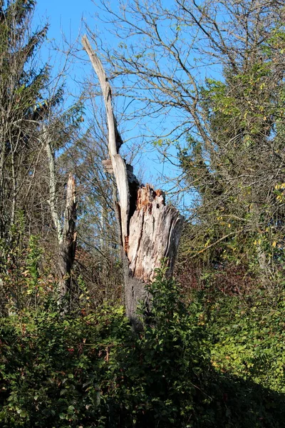 Сломанные Старые Пни Деревьев Оставленные Местном Лесу После Шторма Окруженного — стоковое фото