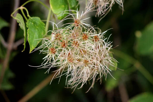 Ramo Densamente Crecientes Viejos Barba Clematis Vitalba Viajeros Alegría Escalada — Foto de Stock