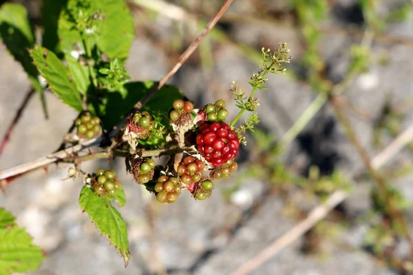 Bunch Green Red Blackberry Amadurecendo Frutas Comestíveis Crescendo Topo Único — Fotografia de Stock