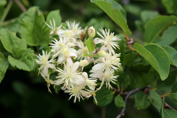 Bunch of Old mans beard or Clematis vitalba or Travellers joy climbing shrub plants with closed flower buds and open blooming green white flowers surrounded with leaves in local home garden on warm sunny summer day
